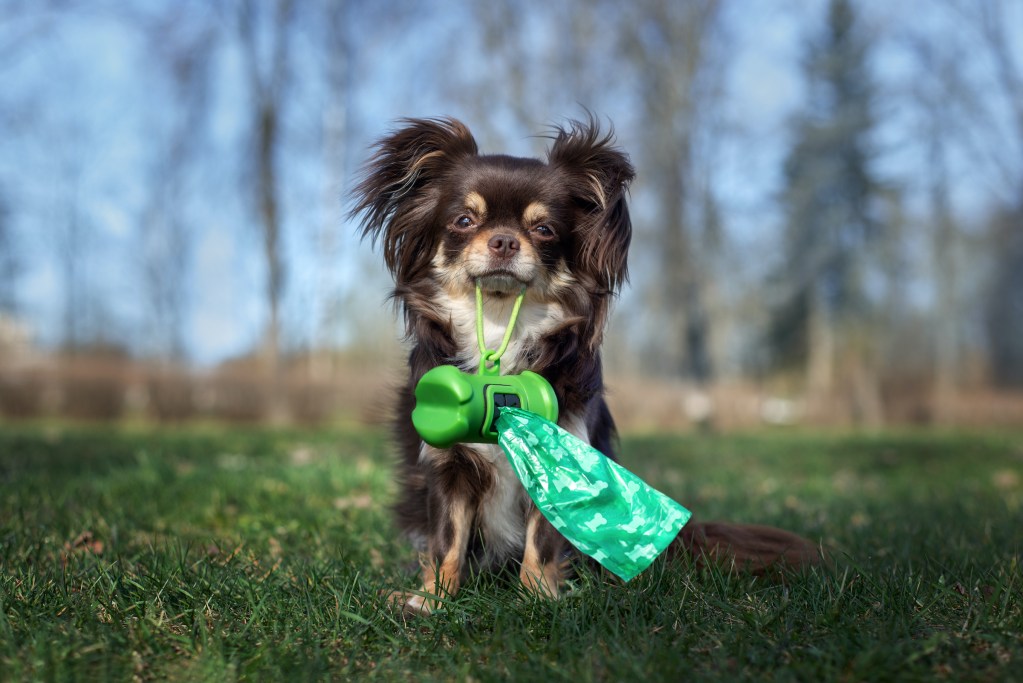 A long-coated Chihuahua sits in the grass and holds poop bags in her mouth
