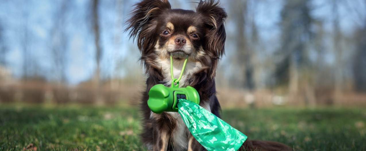 A long-coated Chihuahua sits in the grass and holds poop bags in her mouth