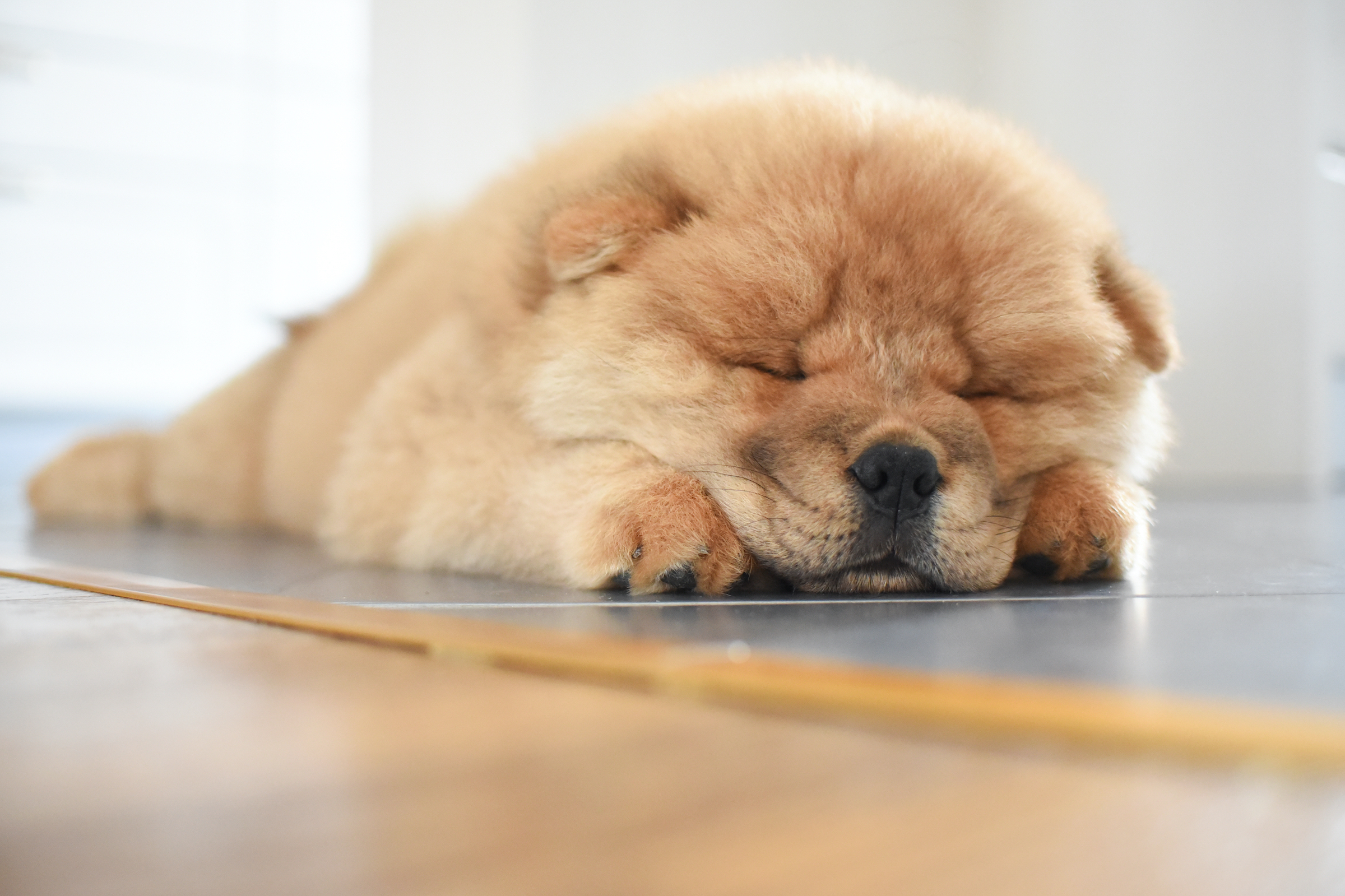 Chow Chow Gives Up On His Walk And We Can Totally Relate PawTracks
