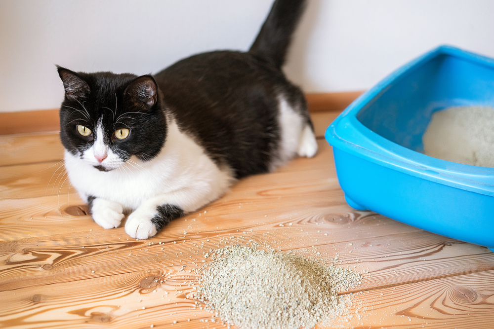 Juoda ir balta katė išsiskleidė šalia mėlynos kraiko dėžės su kraiko krūva ant grindų