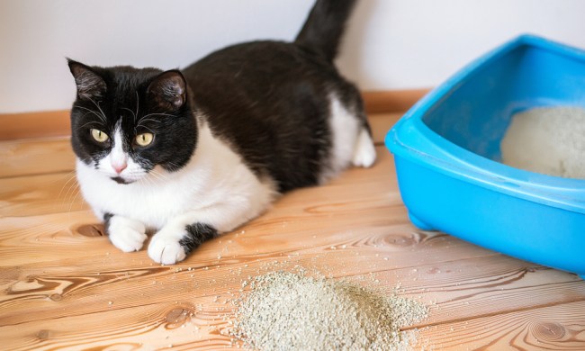 A chubby black and white cat sprawls out beside a blue litter box. A pile of litter sits on the floor.