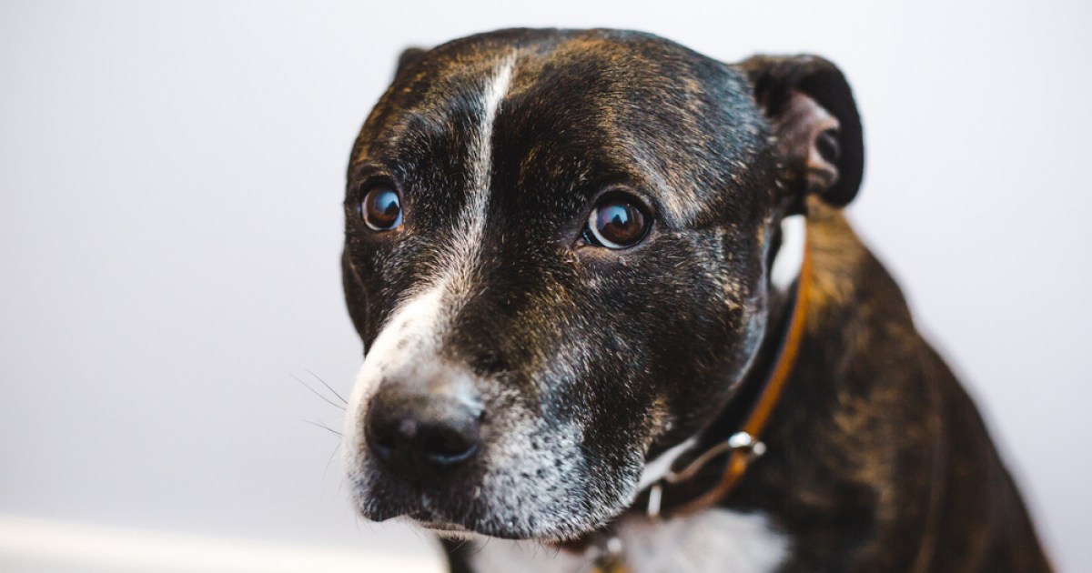 https://www.pawtracks.com/dogs/break-dog-separation-anxiety/