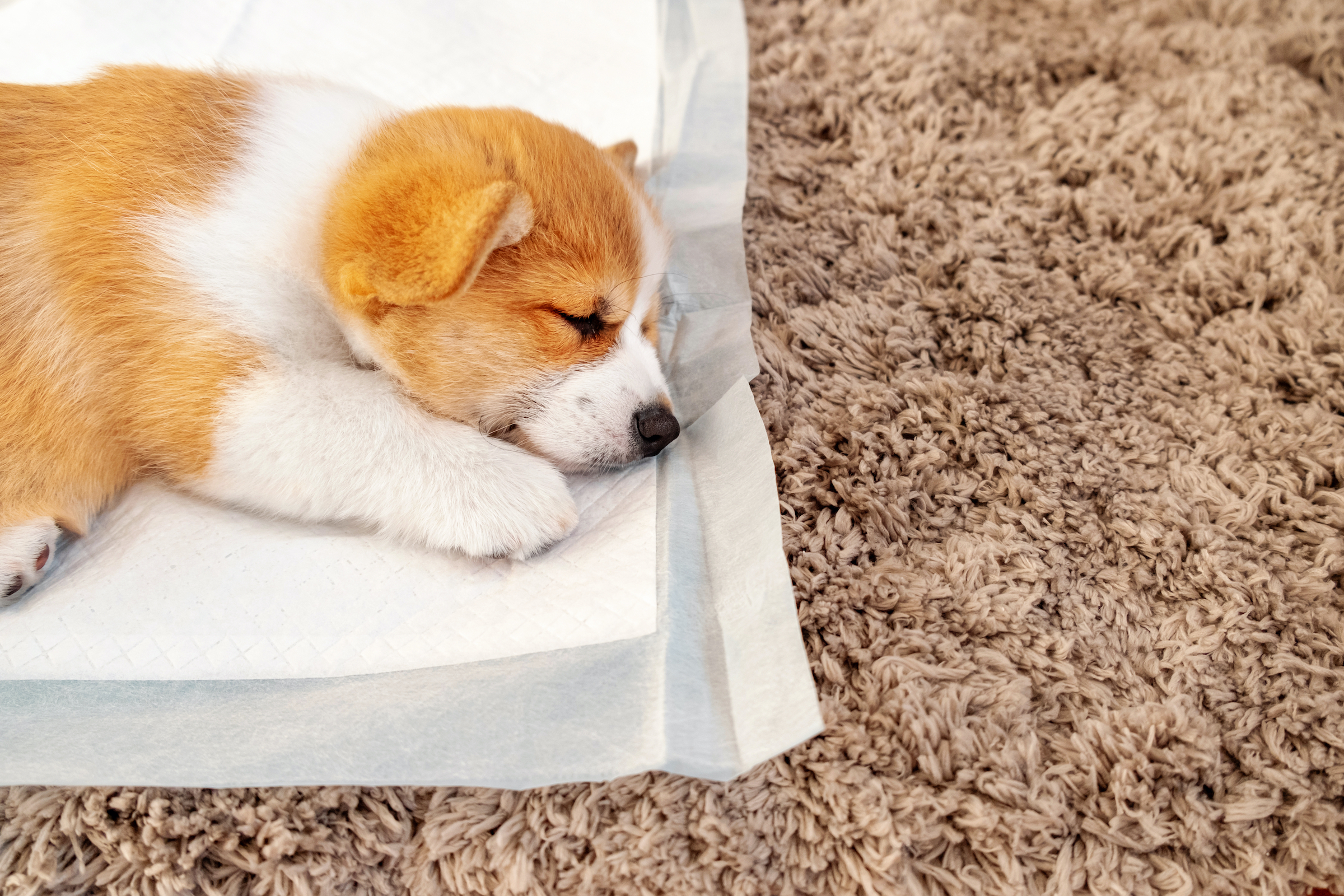 A Corgi puppy sleeps on the corner of a potty pad