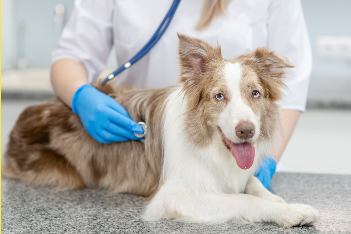 Dog being examined by veterinarian.