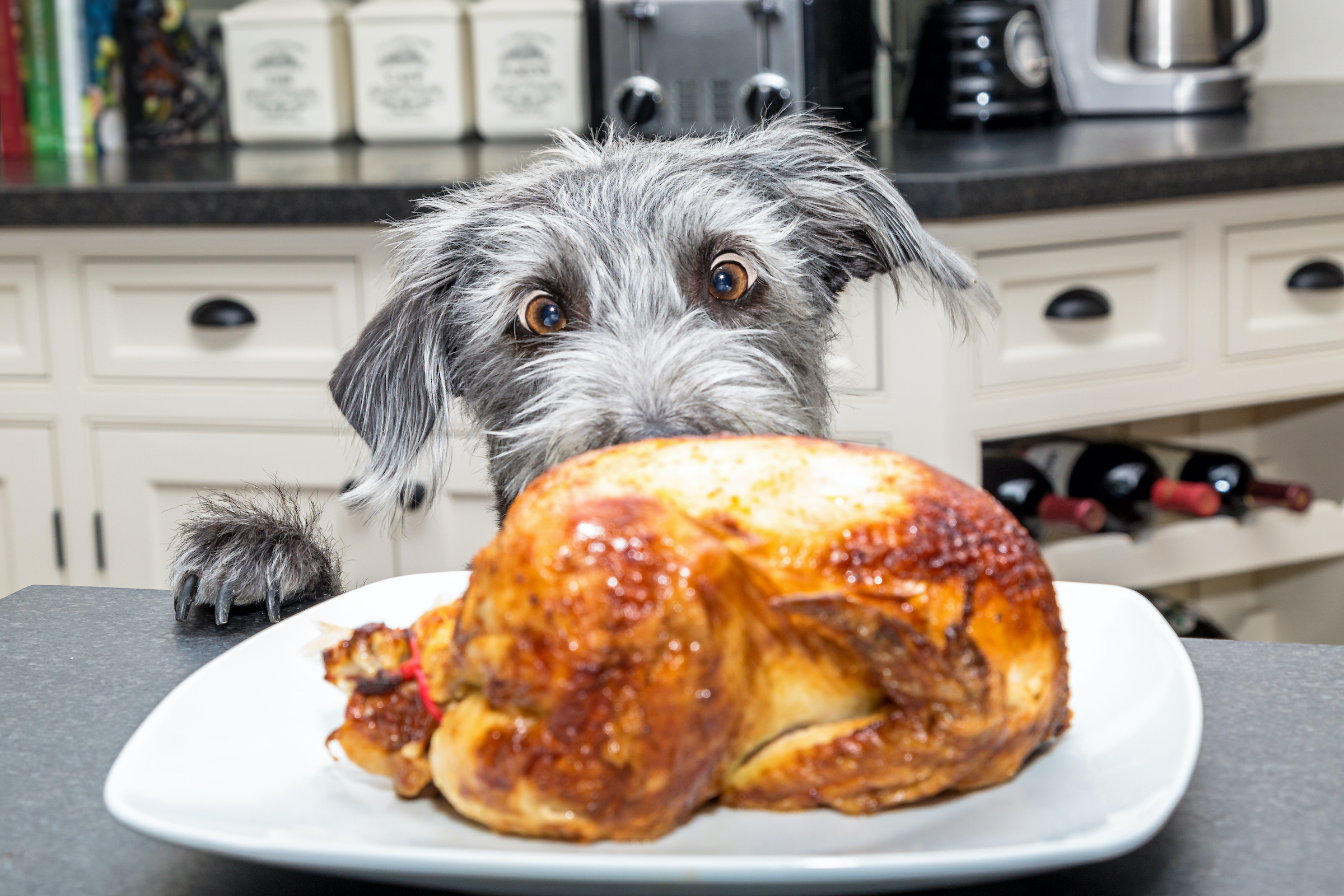 A grey dog with huge eyes looks at a cooked turkey on the counter