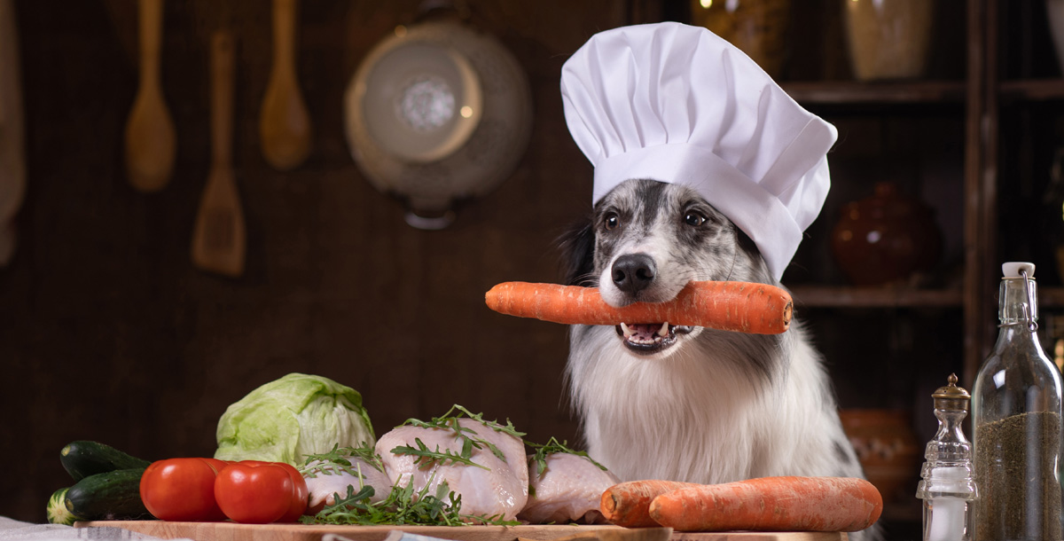 Dog in chef's cap with carrot in his mouth.