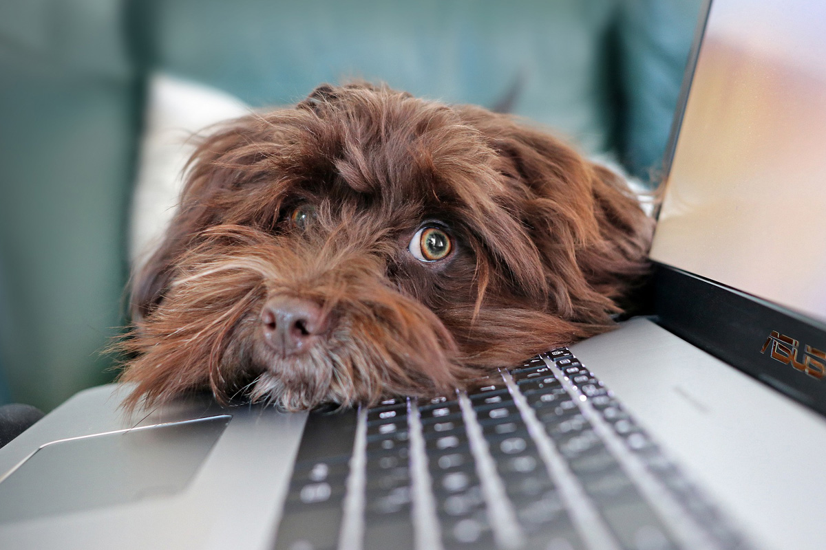 Dog laying head on computer keyboard