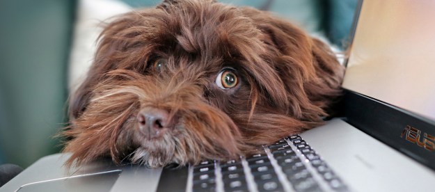 Dog laying head on computer keyboard