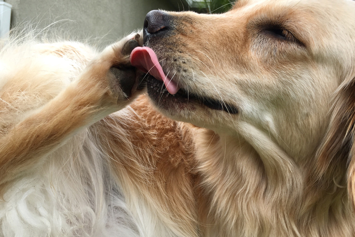 Dog licking his paw