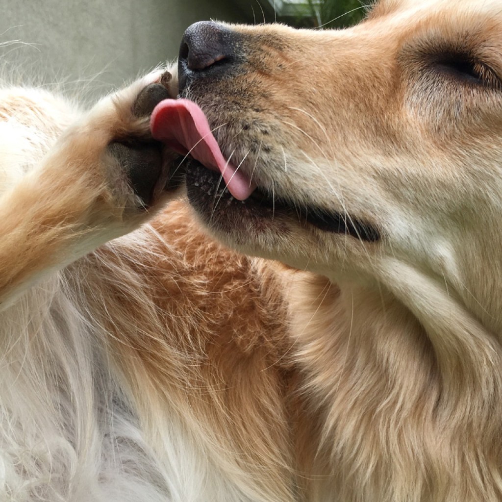 Dog licking his paw