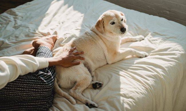 A person pets their dog, who lies on their bed