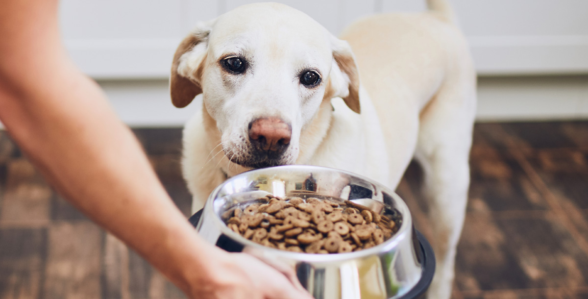 Dog looking at food in dish.