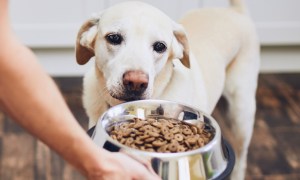 Dog looking at food in dish.