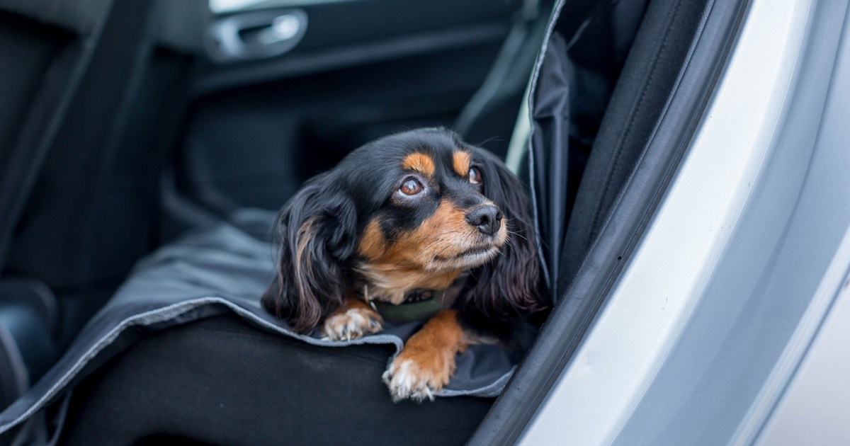 Does your dog get carsick? Try these easy remedies PawTracks