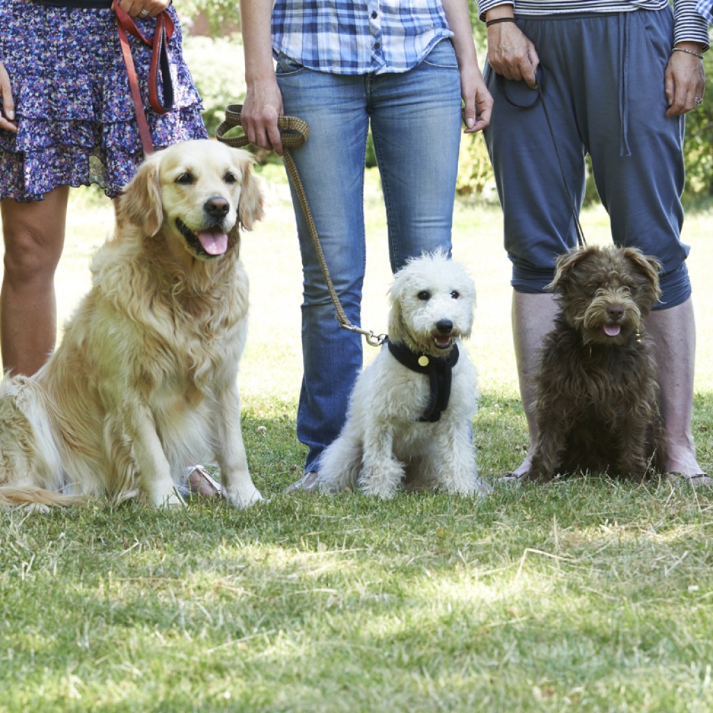 Dog group obedience class.