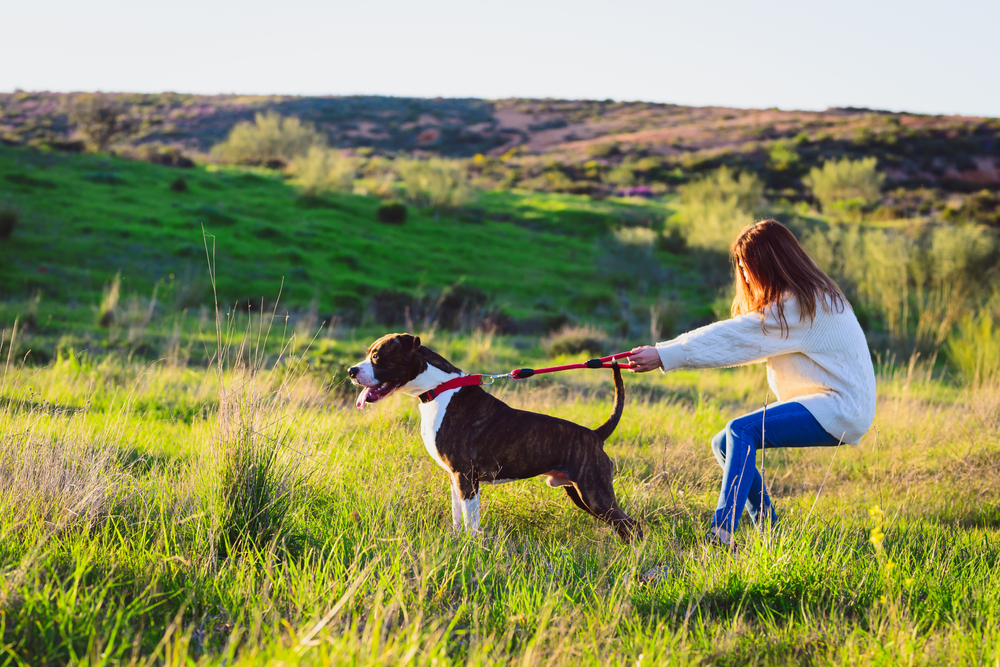 A leashed brown and white dog pulls a woman through a grassy field.