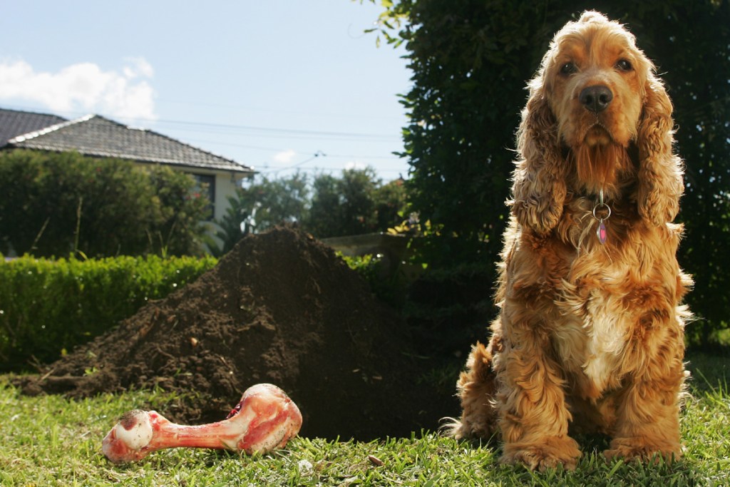 Dog sitting by hole with a bone.