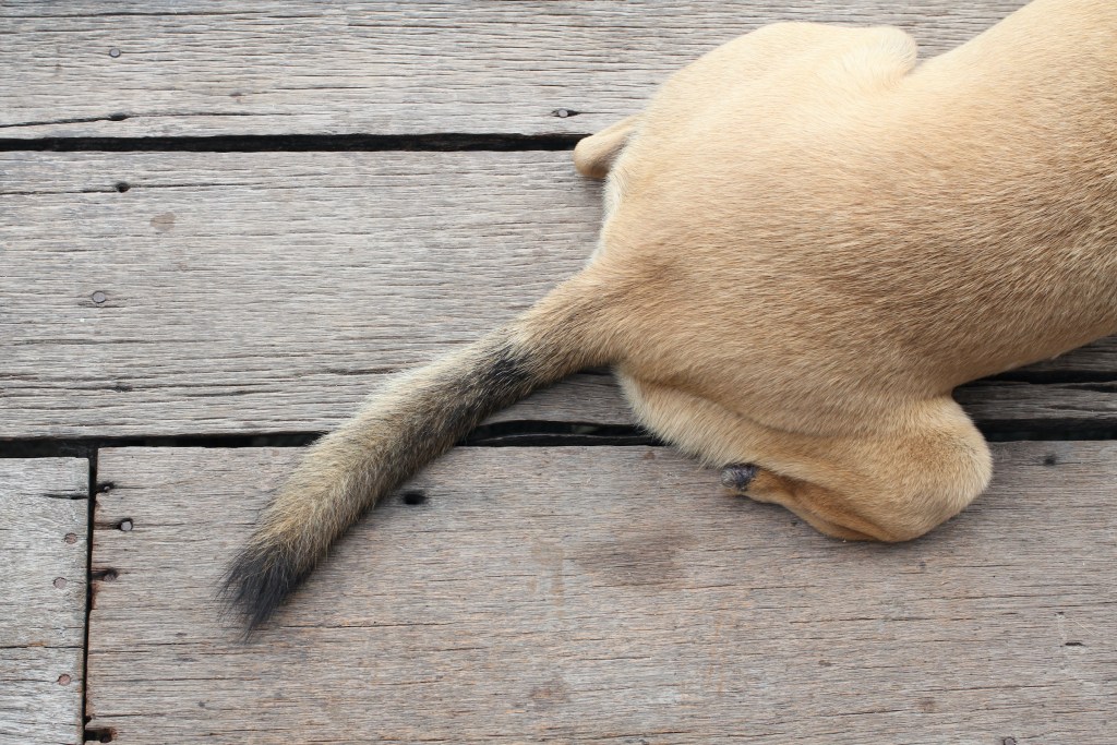 A dog's tail on a wood floor background
