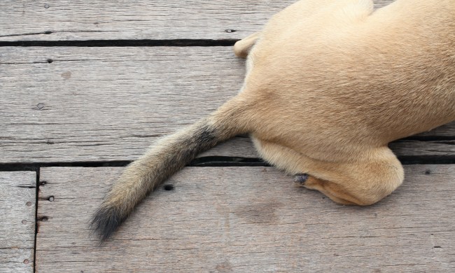 A dog's tail on a wood floor background