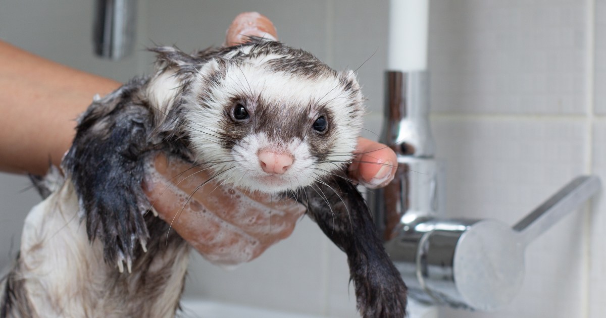 Why frequent ferret baths are not good for your pet PawTracks