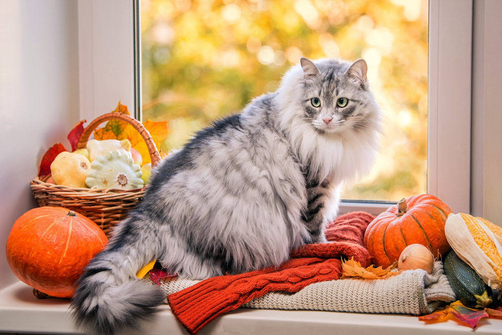 A fluffy gray cat perches in a windowsill surrounded by autumnal decor
