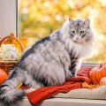 A fluffy gray cat perches in a windowsill surrounded by autumnal decor
