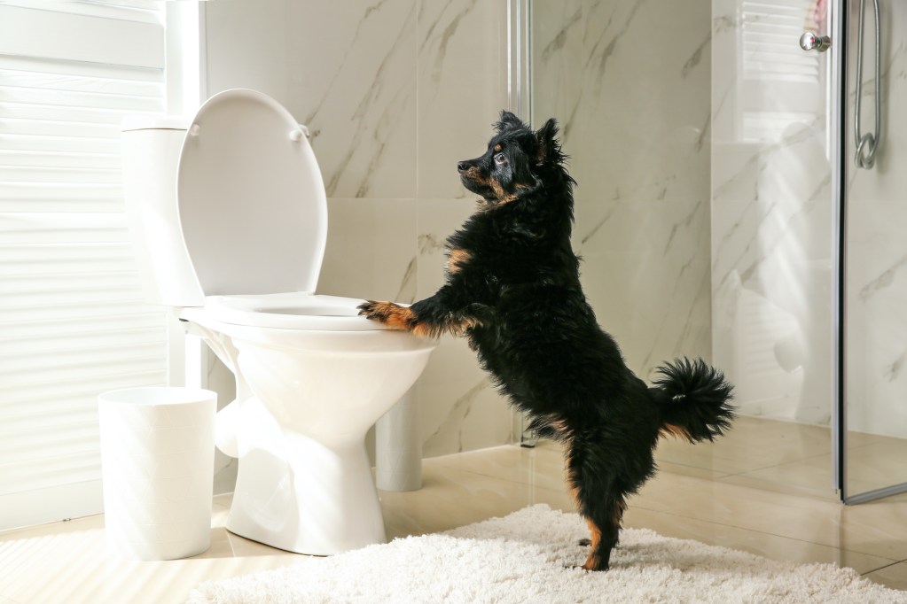 A black and brown dog stands in a bathroom with their paws on the toilet