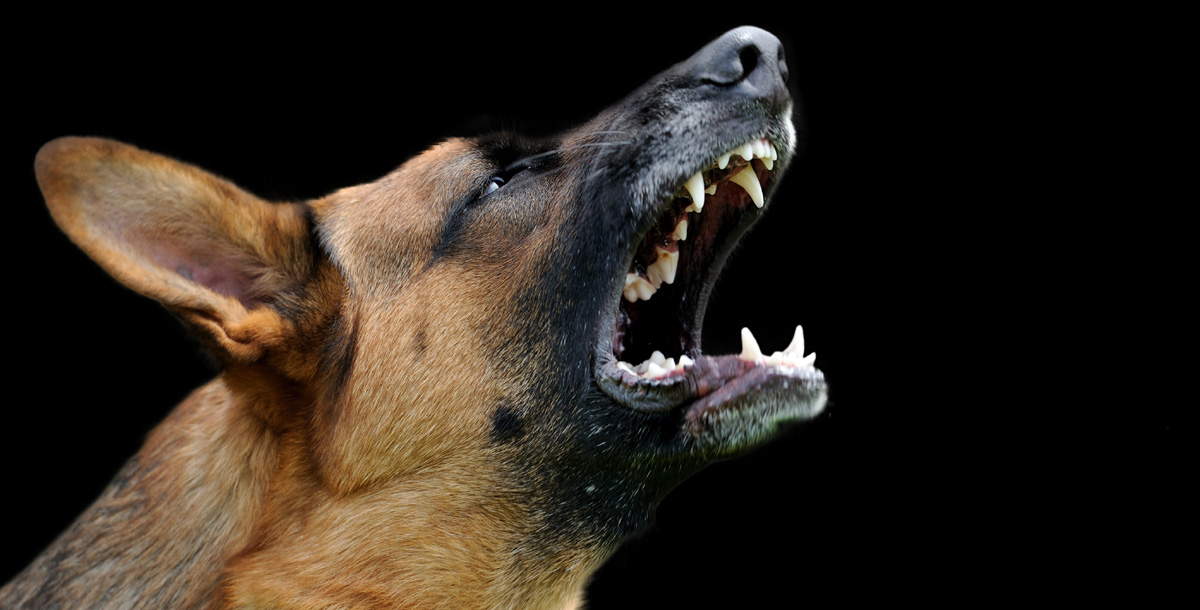 Top 15 how to control dog barking 5 Is your dog barking nonstop? Heres how to get your noisy pup under control