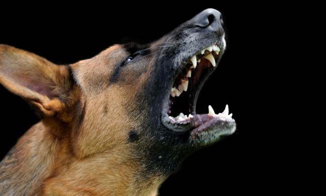Dog barking at night