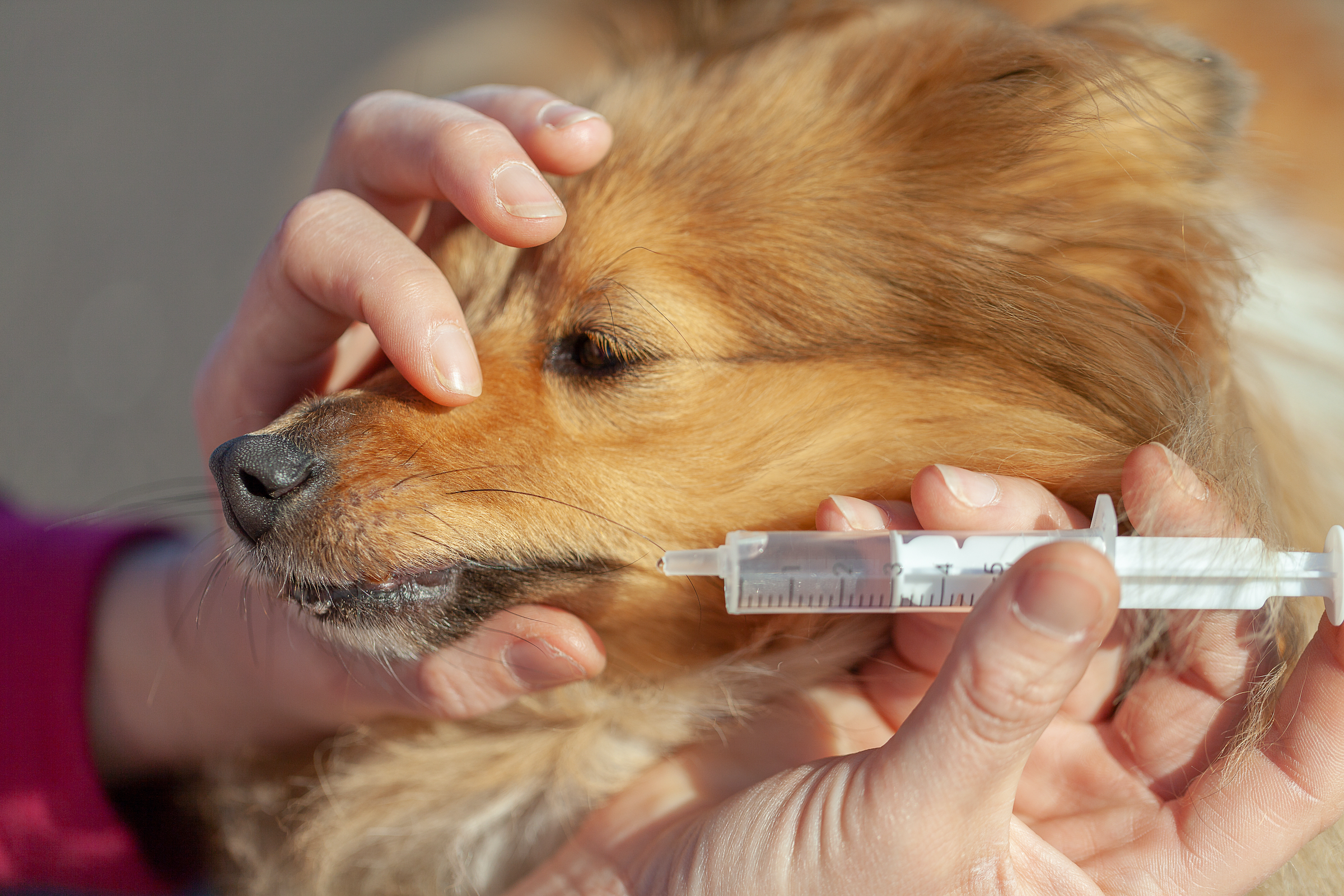 is peroxide safe for dogs to ingest