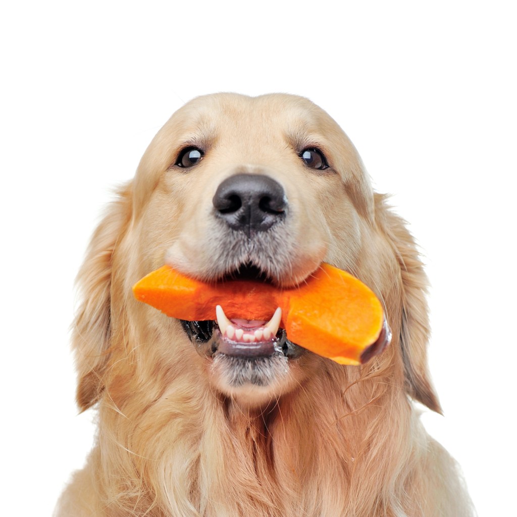 Head portrait of a golden retriever eating pumpkin
