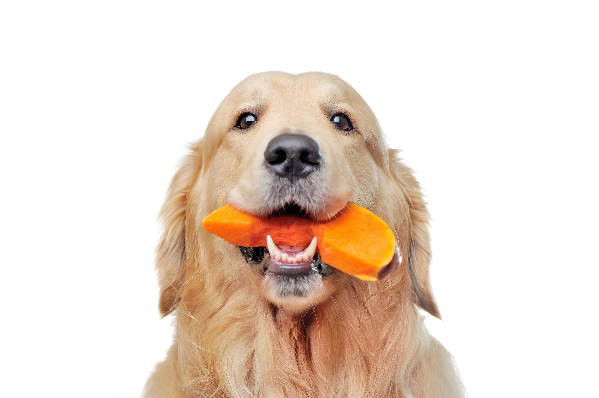 Head portrait of a golden retriever eating pumpkin