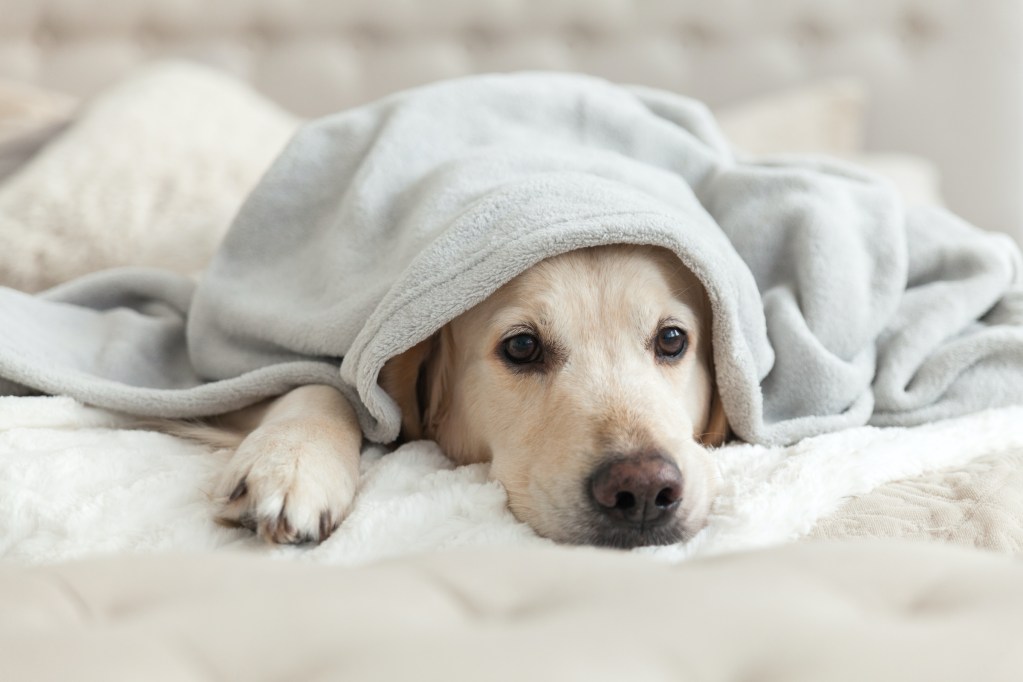 A golden retriever rests under a blanket, looking bored