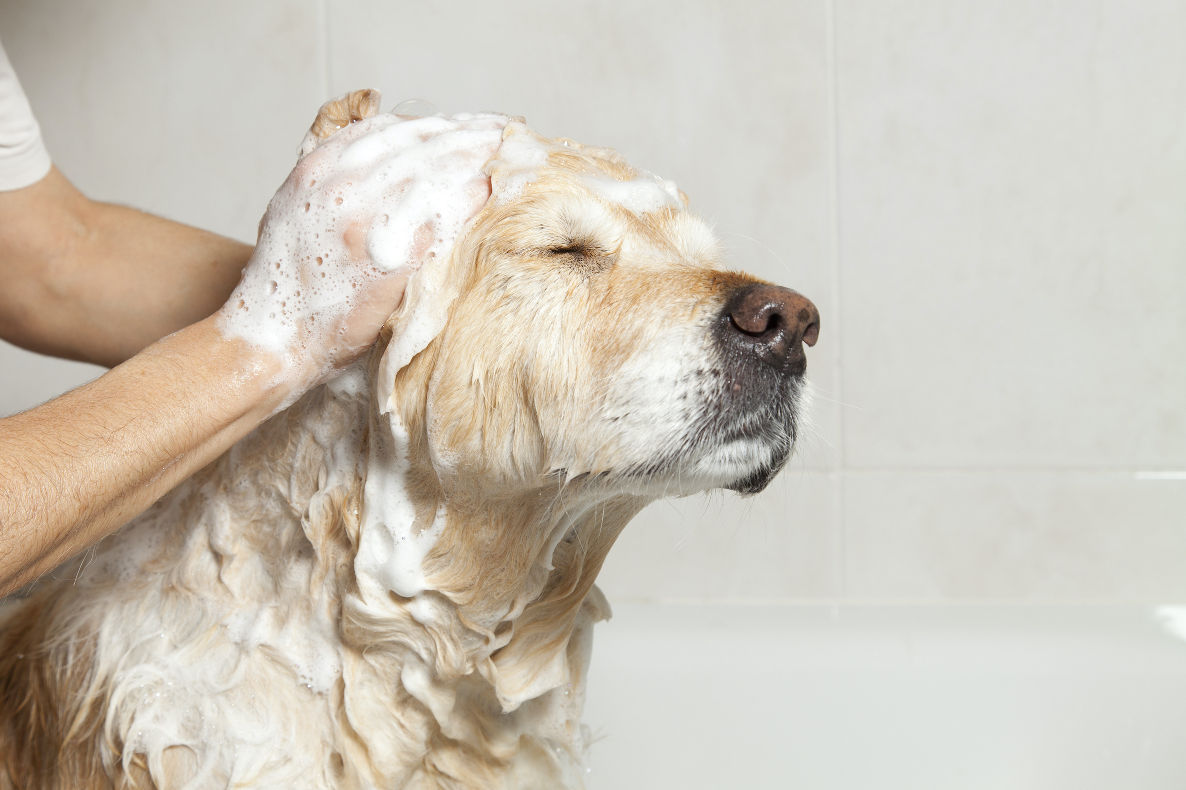 How To Find The Perfect Bathing Schedule For Your Dog PawTracks