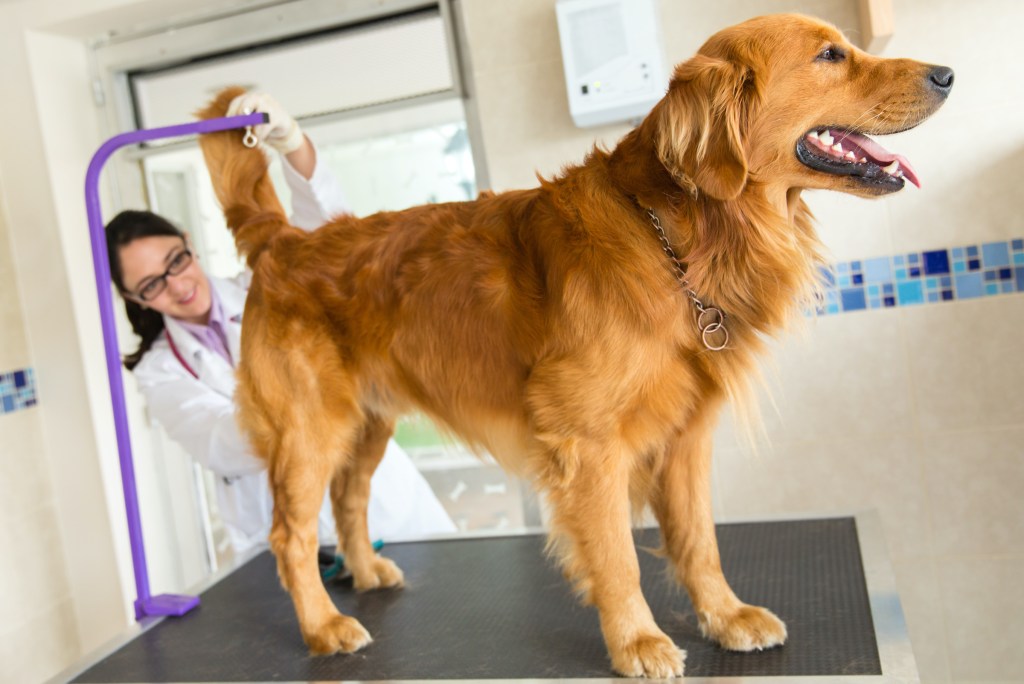 Auksaspalvis retriveris stovi ant stalo, o veterinaras tikrina jiems po uodega