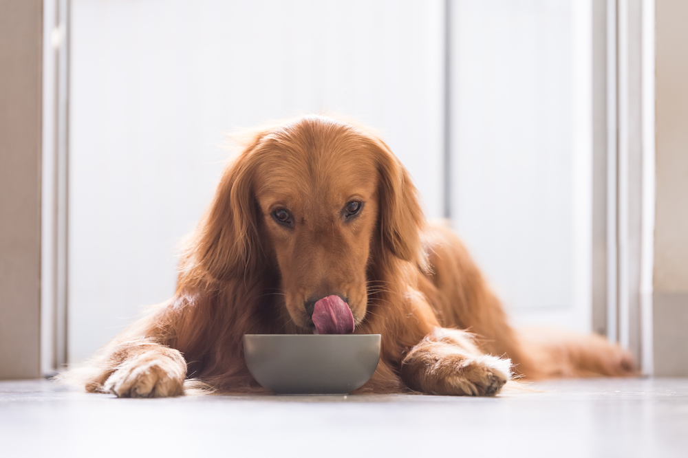 A Golden Retriever licks his nose while he eats.