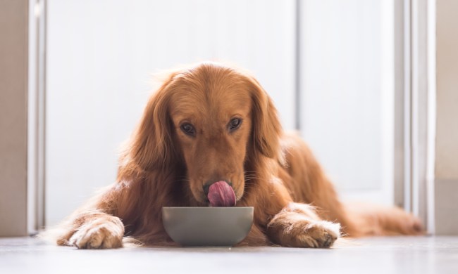A Golden Retriever licks his nose while he eats.