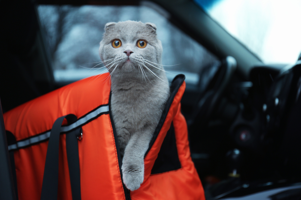 A gray Scottish Fold sits in an orange carrier inside a car