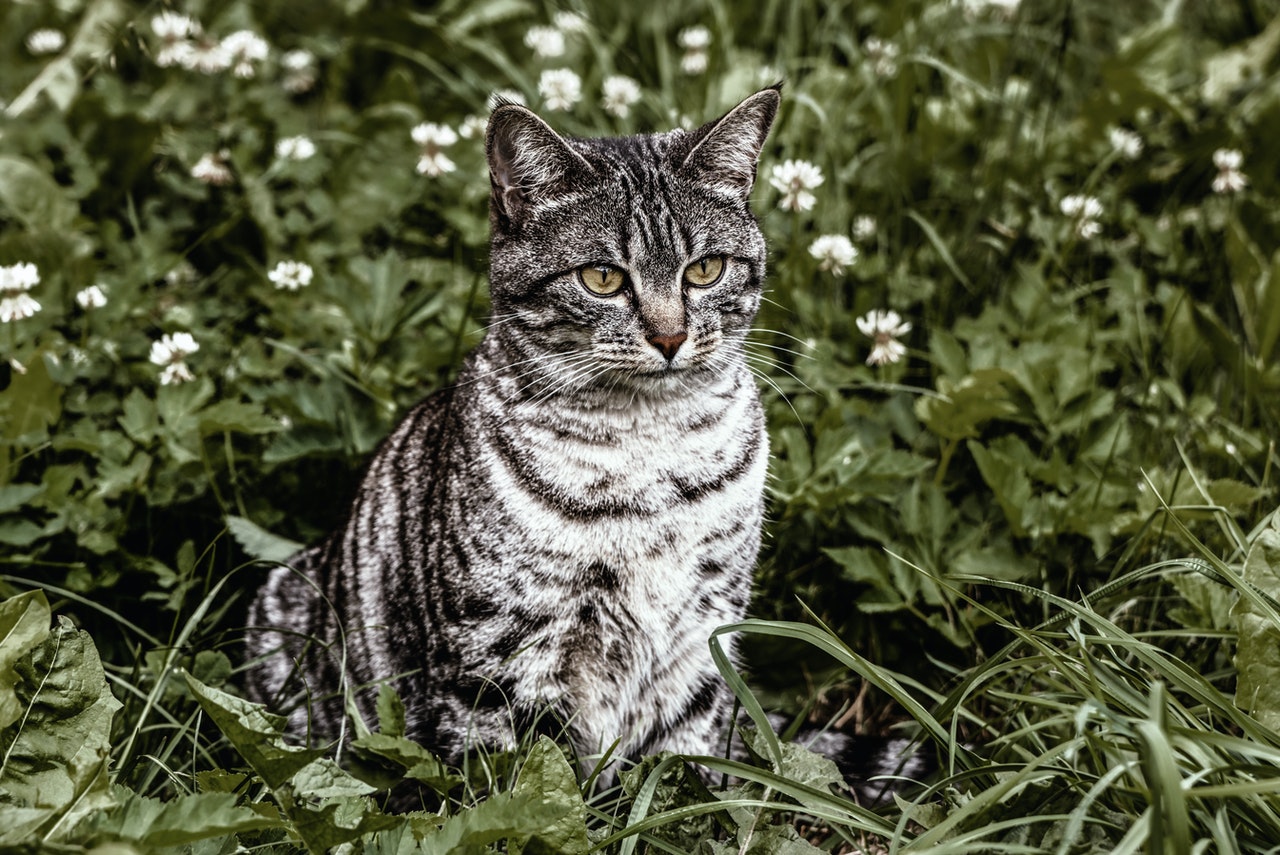 A gray striped tabby cat sits outside in a field of grass and flowers.