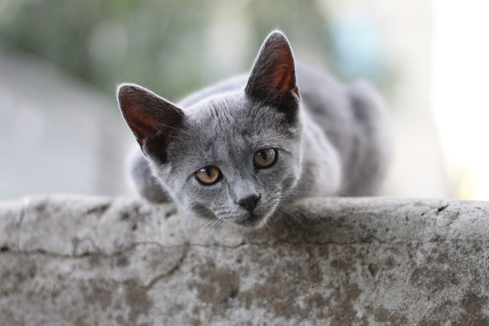 Grey cat leaning over a stone wall
