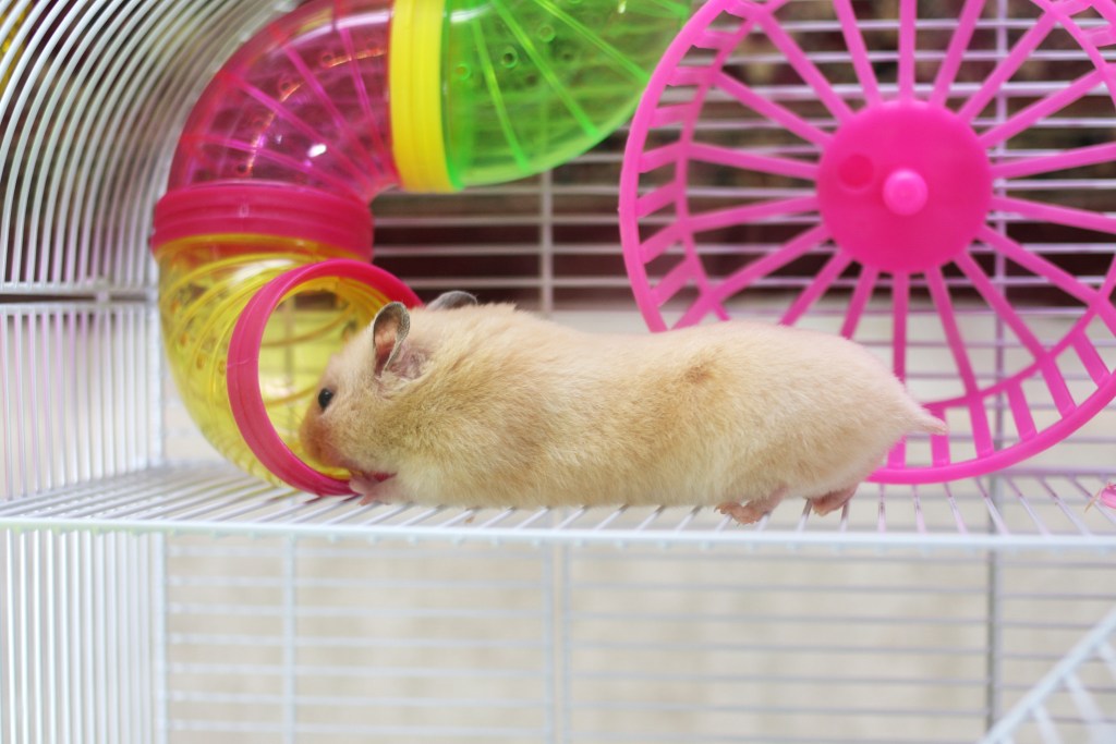 Hamster plays in his tubing with wheel behind him