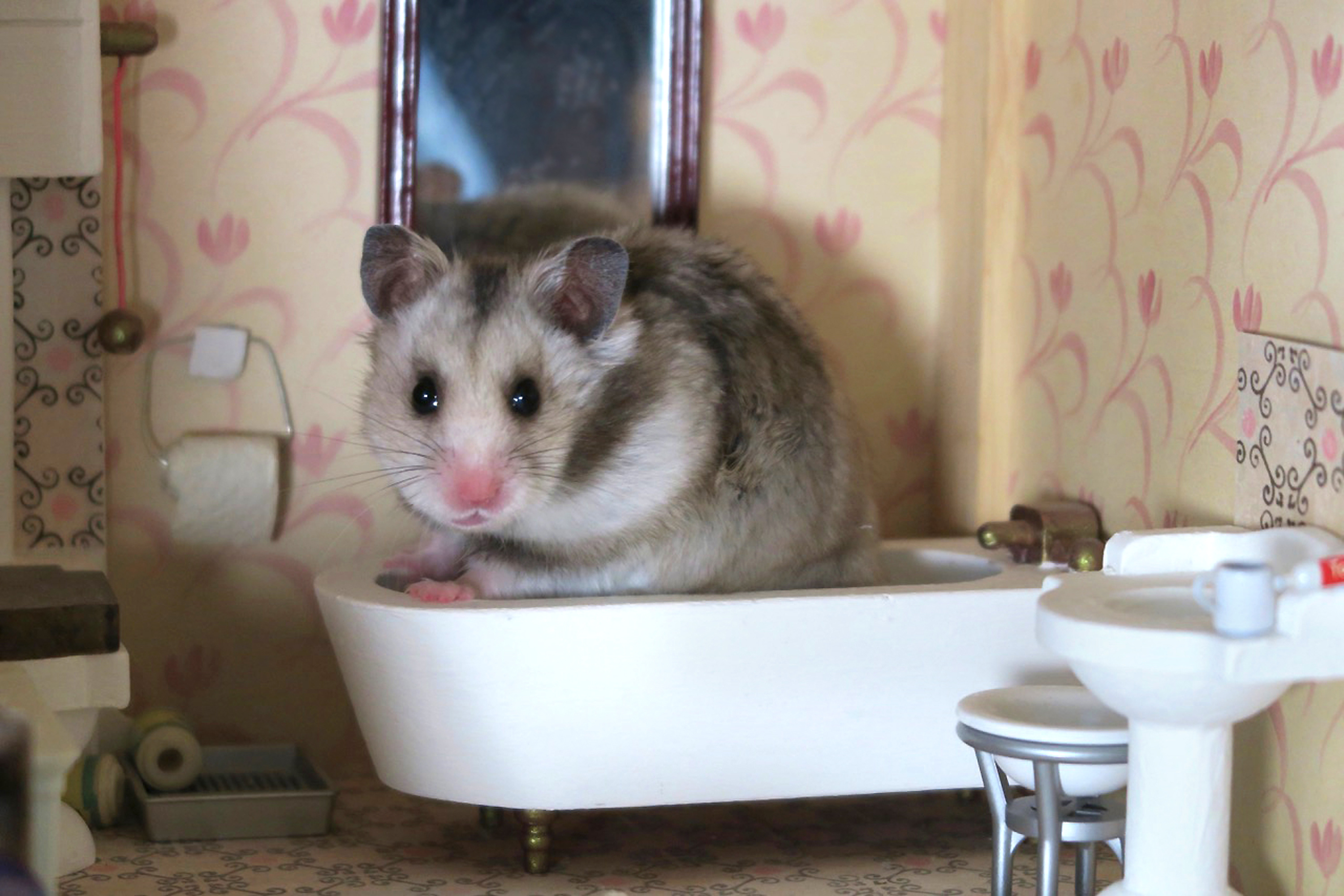Hamster pretends to take a bath in a dollhouse