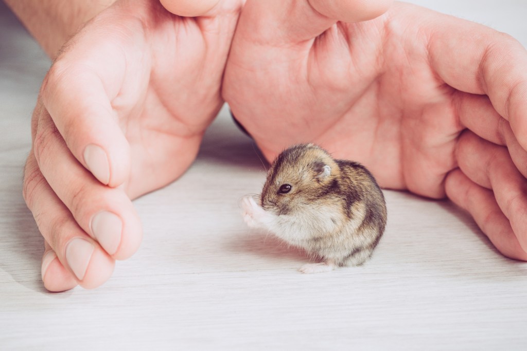 Hamster sits between her owner's hands