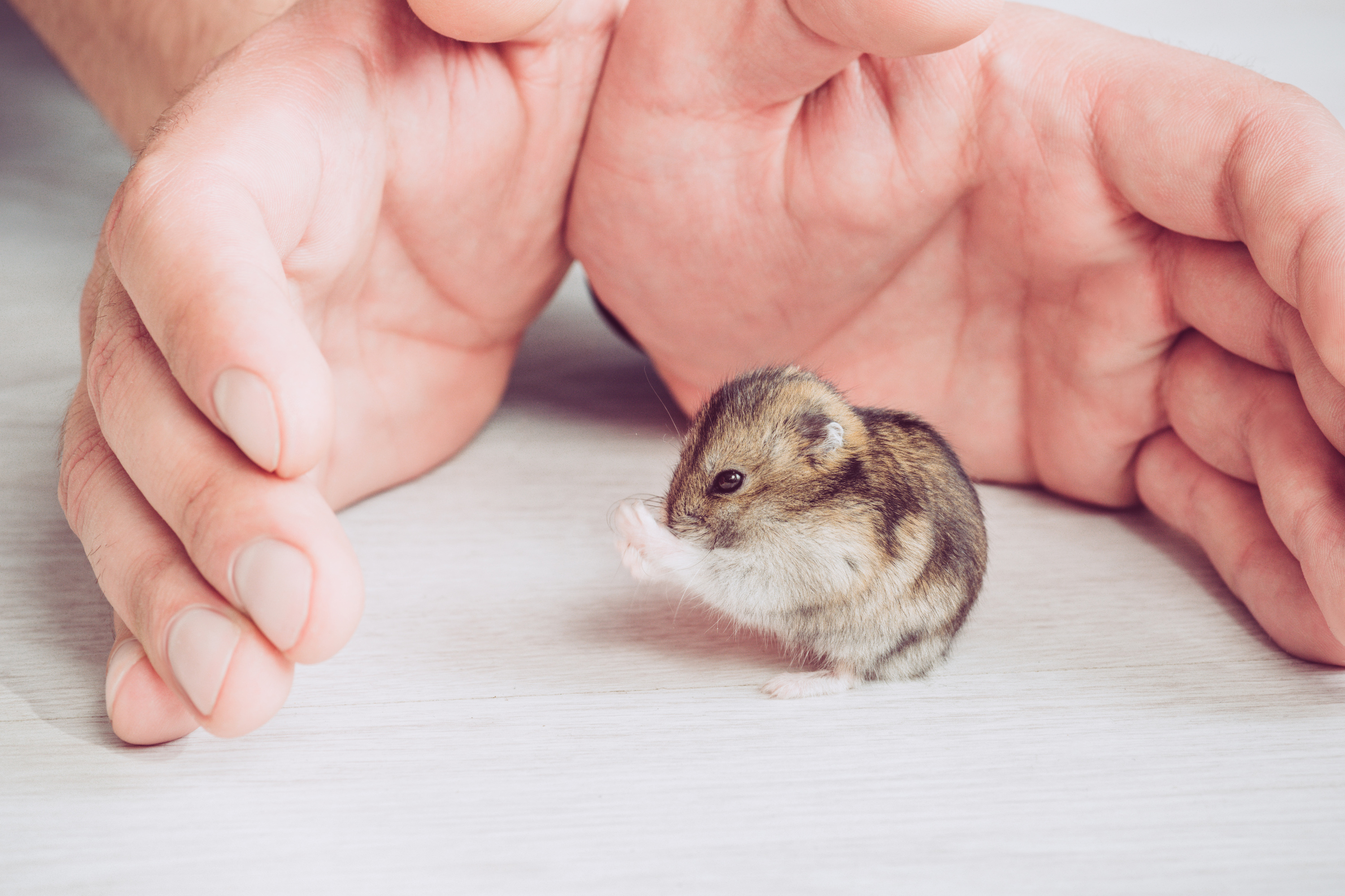 Hamster Wheel: The 6 Best Options And Advice From A Vet - DodoWell - The  Dodo
