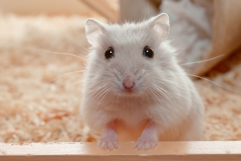 Here's how long your hamster can go without water | PawTracks