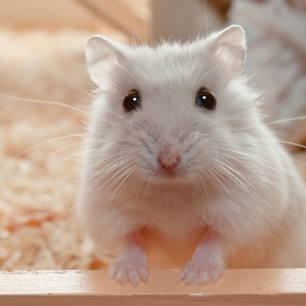 Hamster pops up on a ledge to look out of his cage