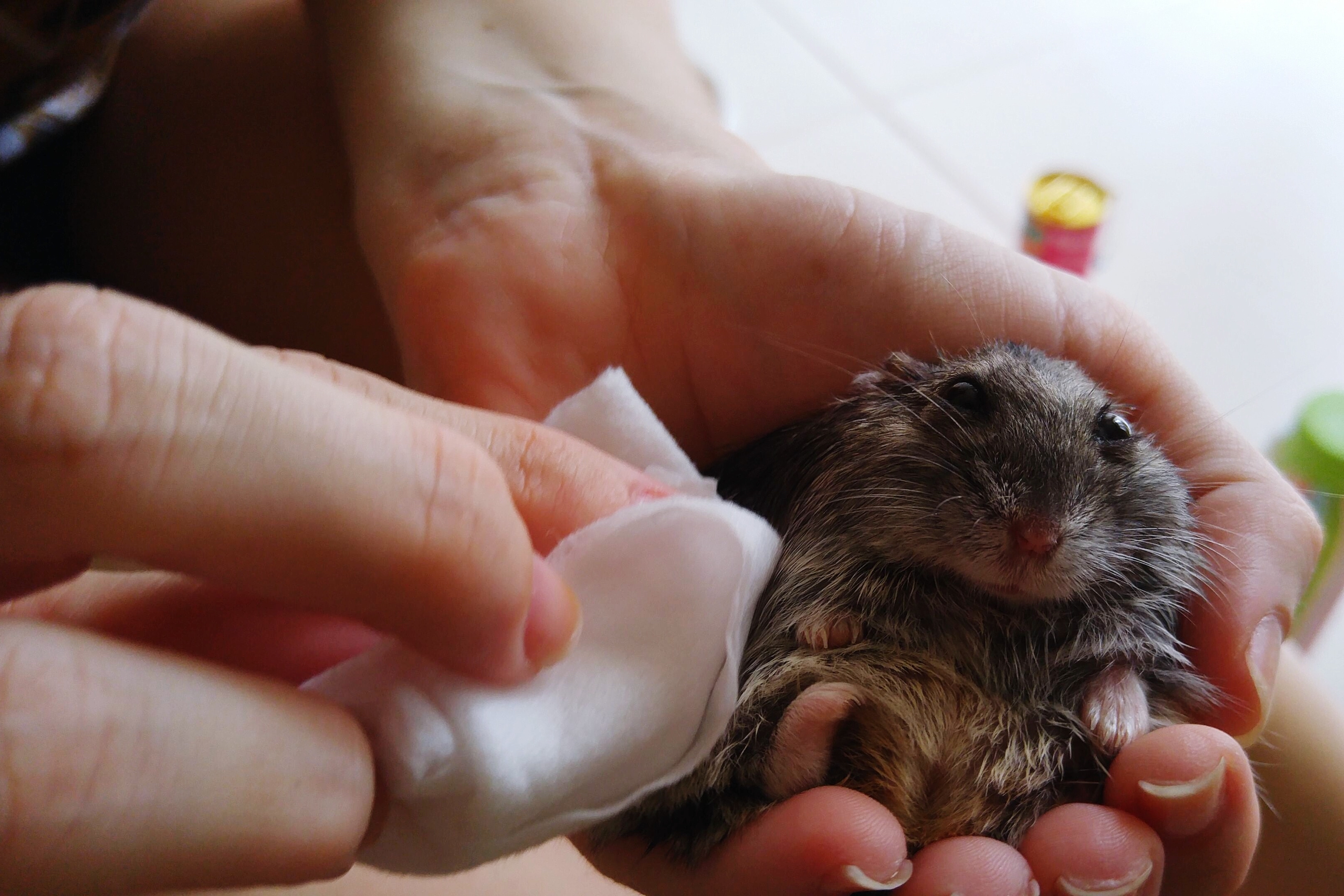 Hamster gets a spot cleaning bath from his owner