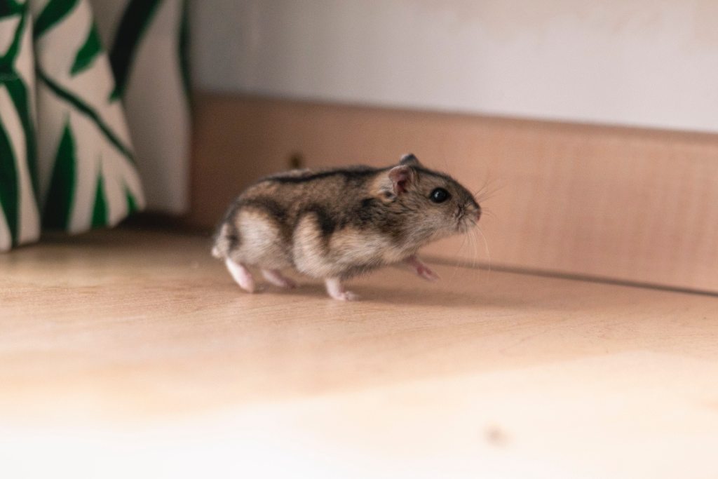 Hamster walks across the counter in his home