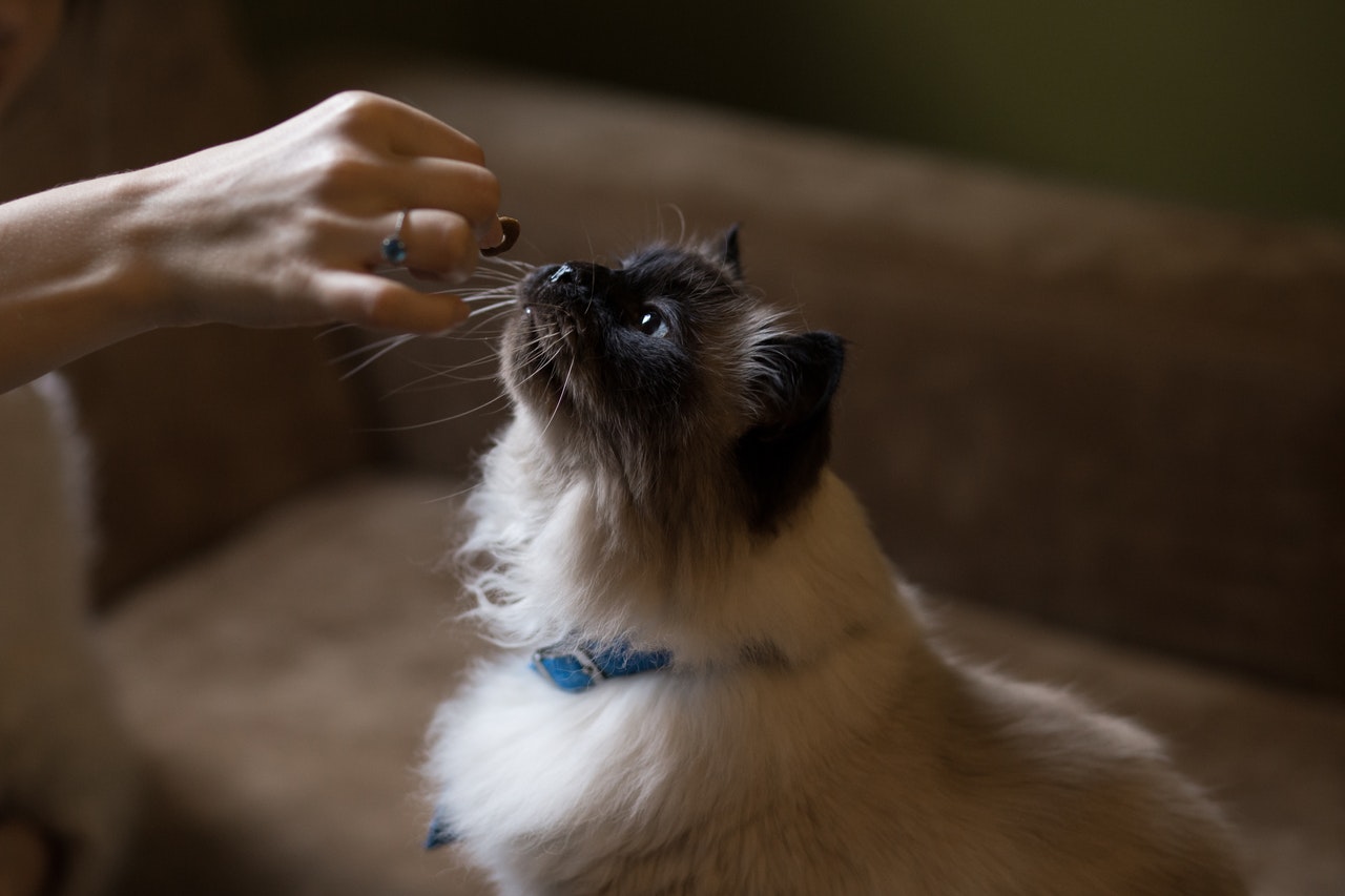 A Himalayan cat wearing a blue collar accepts a treat