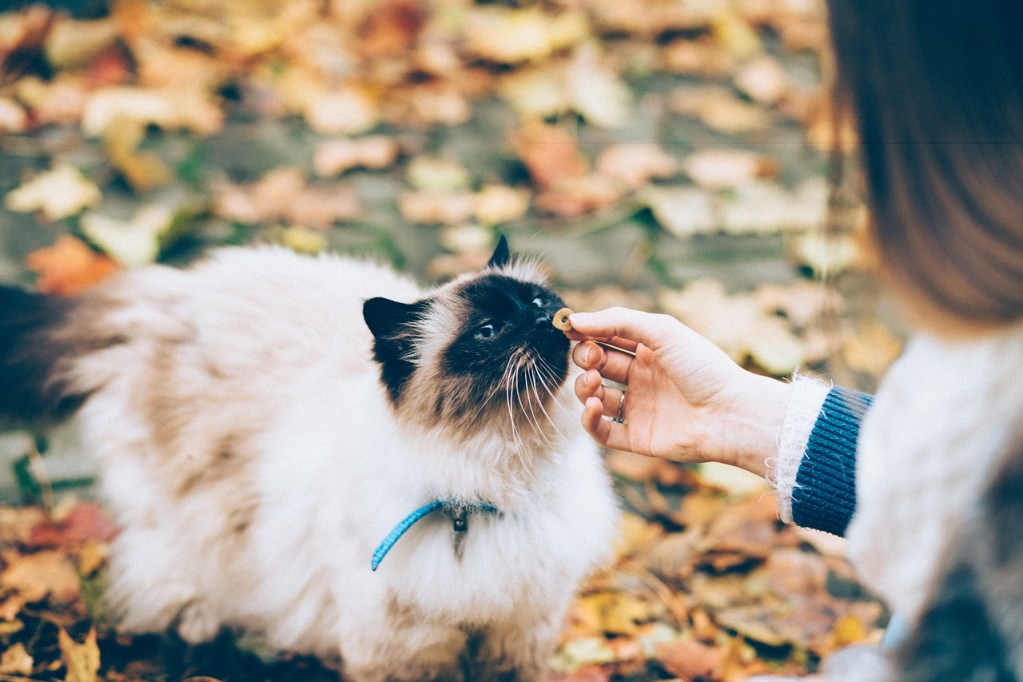 A Himalayan cat eating a treat outdoors surrounded by fallen leaves